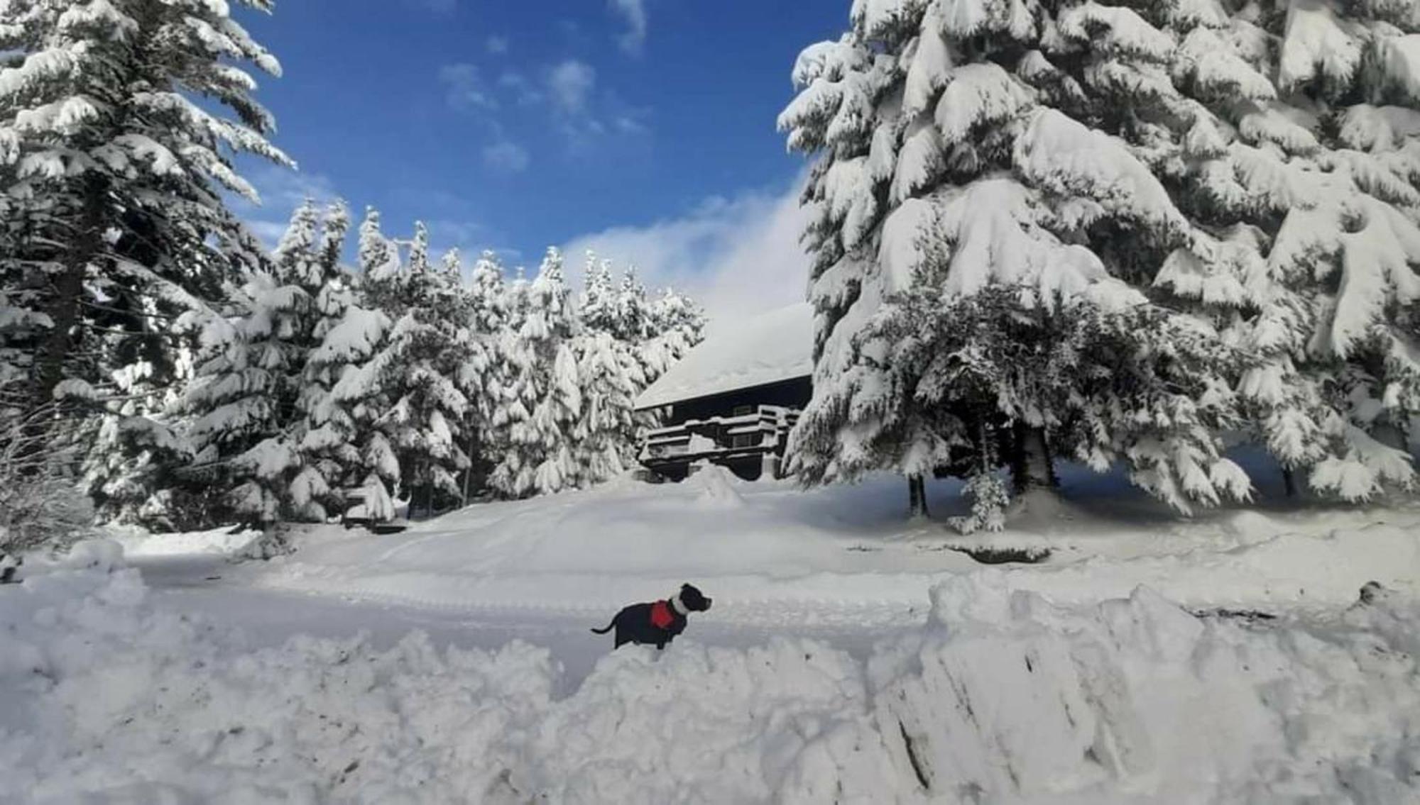 Rogla - Chalet Mojca Pokrajculja Zreče Екстериор снимка