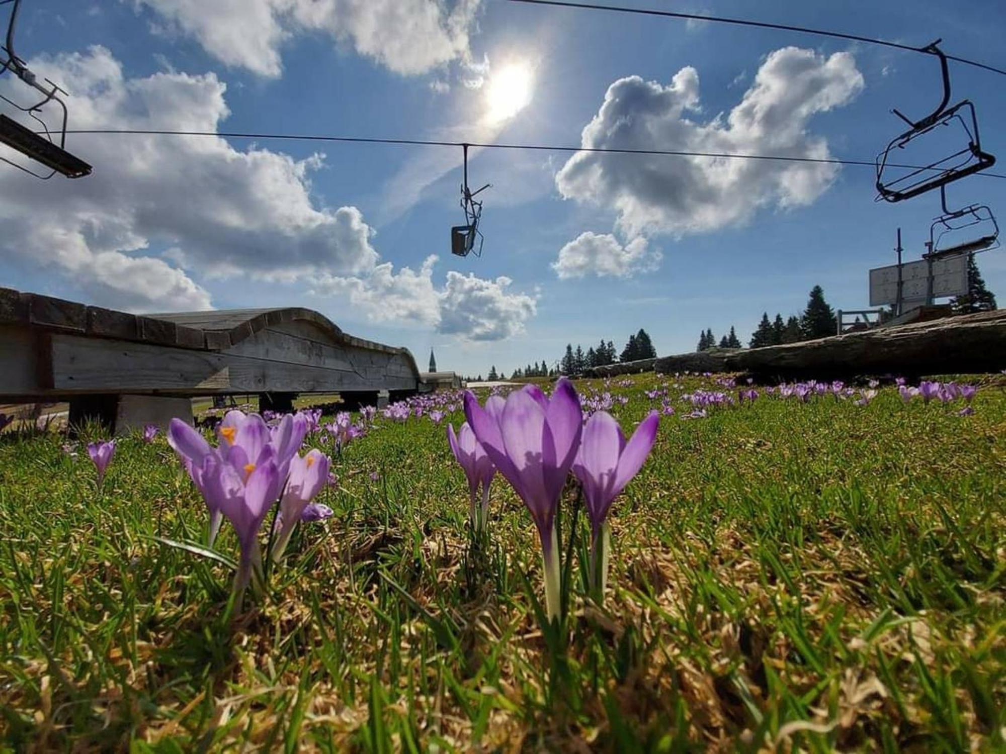 Rogla - Chalet Mojca Pokrajculja Zreče Екстериор снимка